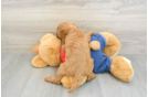 Mini Goldendoodle Pup Being Cute