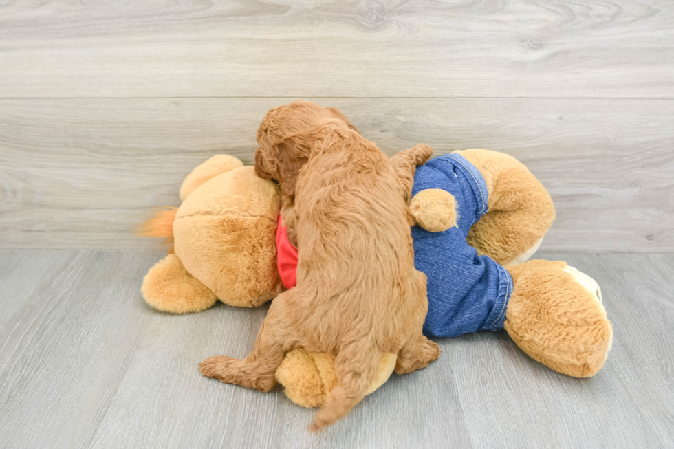 Mini Goldendoodle Pup Being Cute