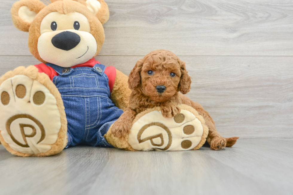 Little Mini Goldenpoo Poodle Mix Puppy