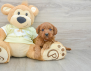 8 week old Mini Goldendoodle Puppy For Sale - Simply Southern Pups