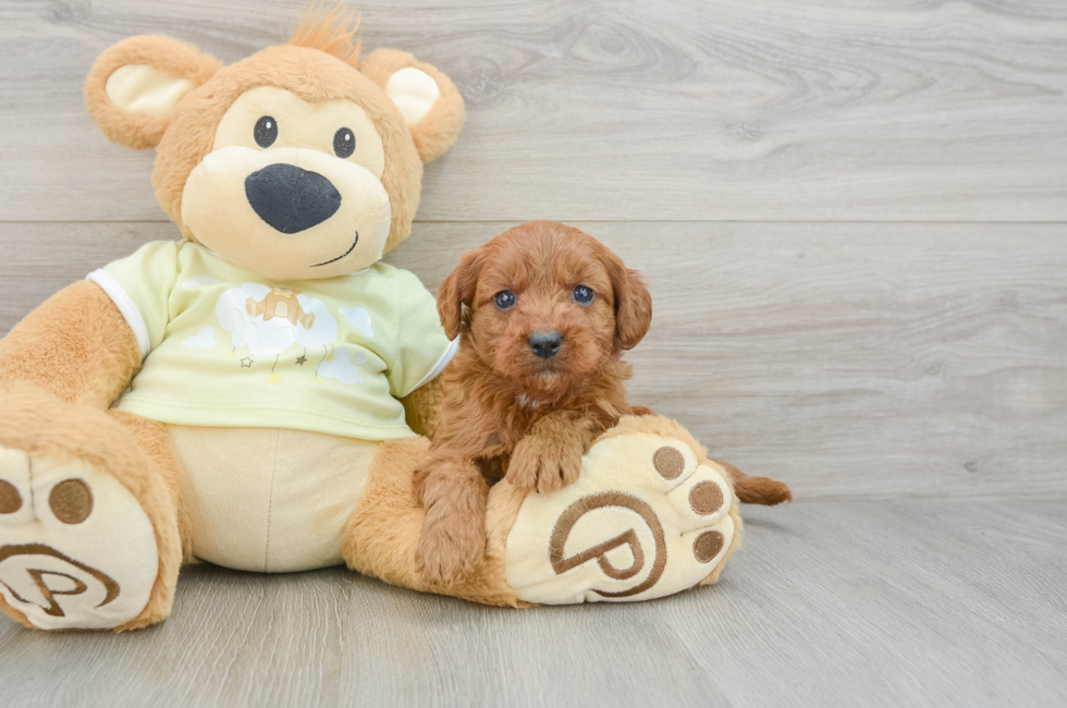 6 week old Mini Goldendoodle Puppy For Sale - Simply Southern Pups