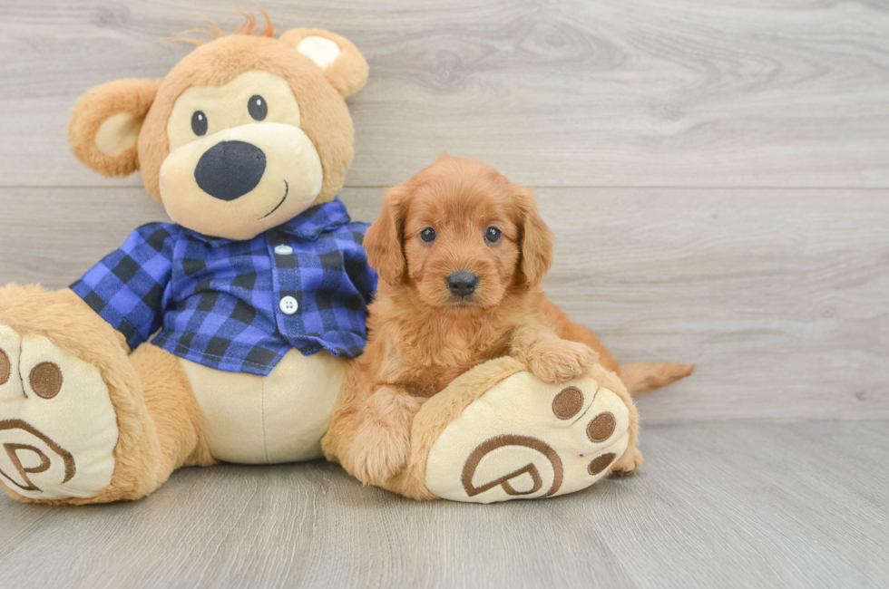 6 week old Mini Goldendoodle Puppy For Sale - Simply Southern Pups