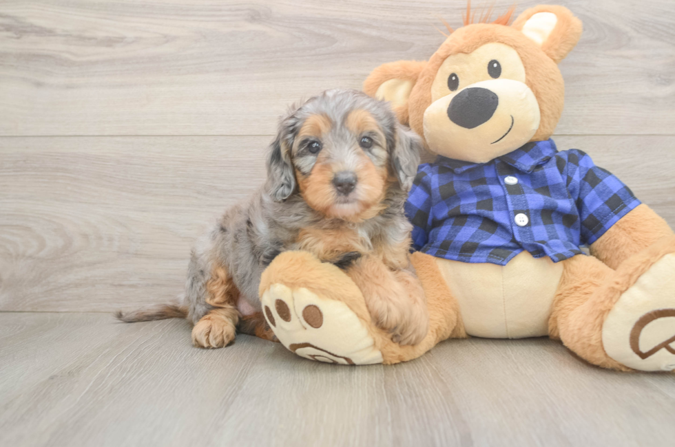 5 week old Mini Goldendoodle Puppy For Sale - Simply Southern Pups