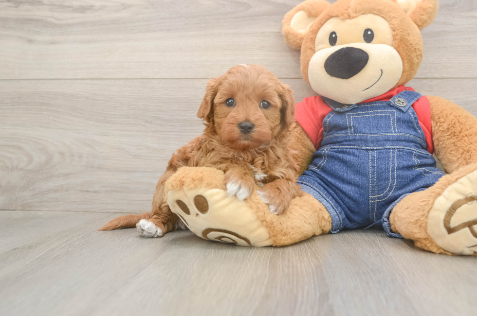 5 week old Mini Goldendoodle Puppy For Sale - Simply Southern Pups
