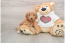 Mini Goldendoodle Puppy for Adoption