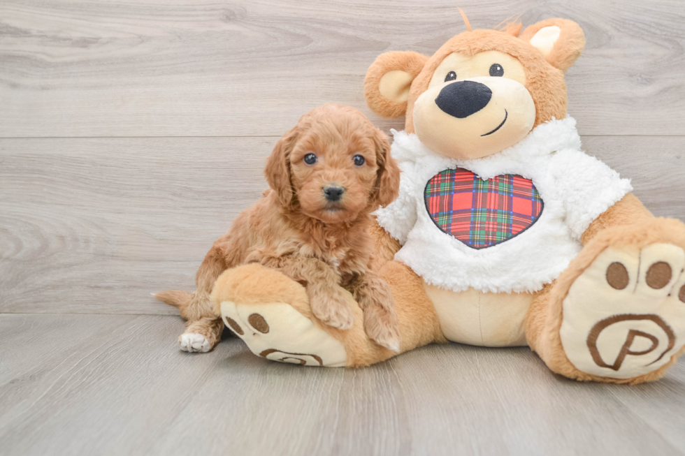 Mini Goldendoodle Puppy for Adoption