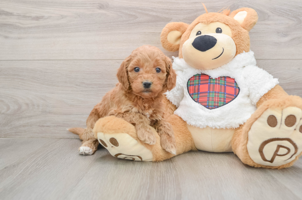 5 week old Mini Goldendoodle Puppy For Sale - Simply Southern Pups