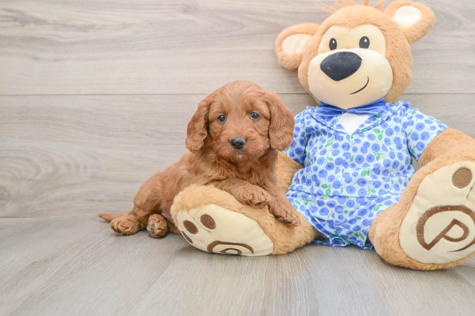 Playful Mini Groodle Poodle Mix Puppy