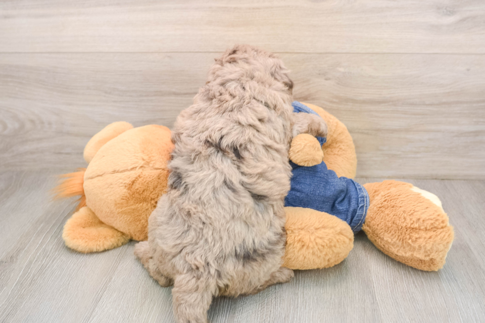 Best Mini Goldendoodle Baby