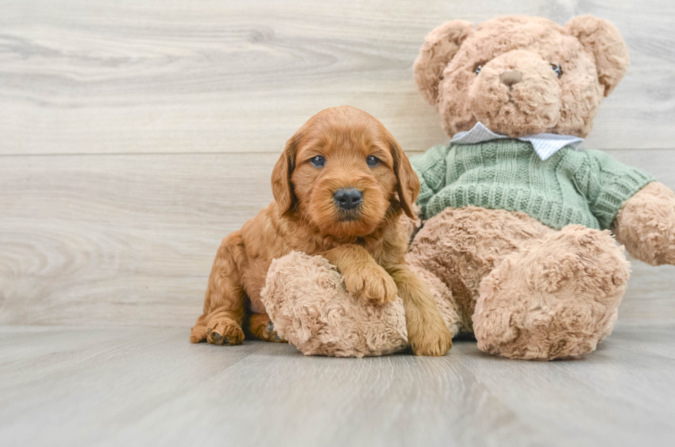 6 week old Mini Goldendoodle Puppy For Sale - Simply Southern Pups