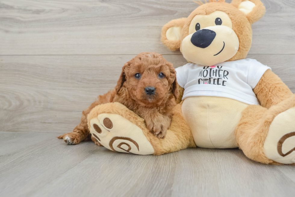 Popular Mini Goldendoodle Poodle Mix Pup