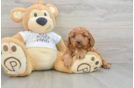 Mini Goldendoodle Puppy for Adoption