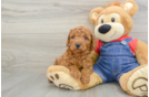 Mini Goldendoodle Puppy for Adoption