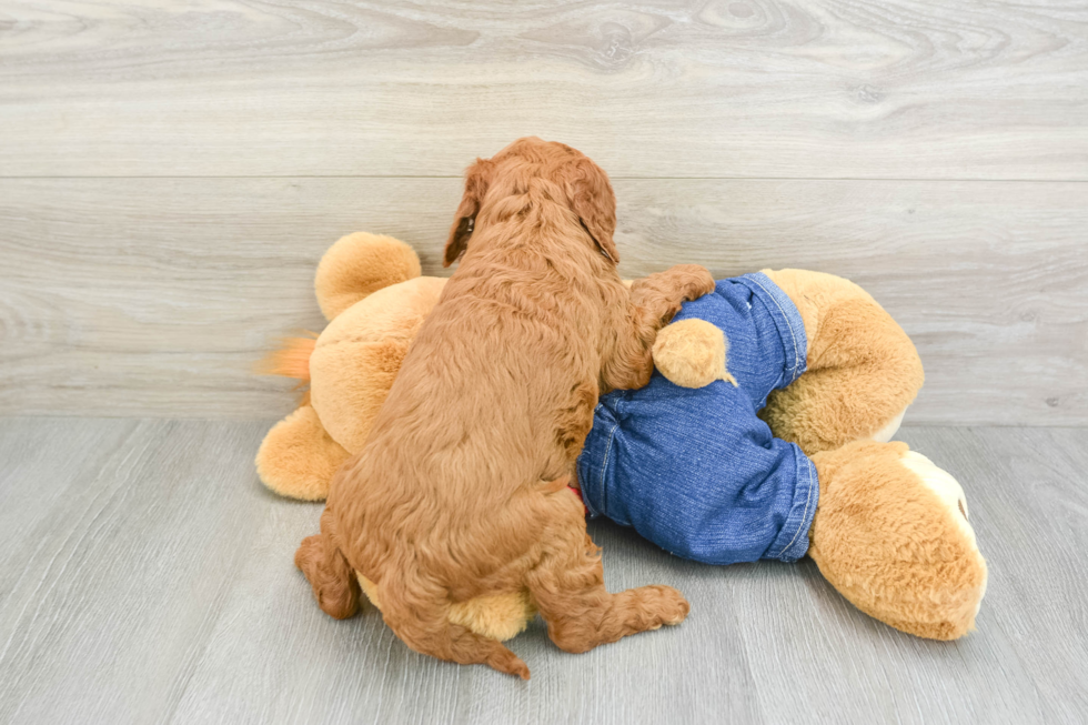 Best Mini Goldendoodle Baby