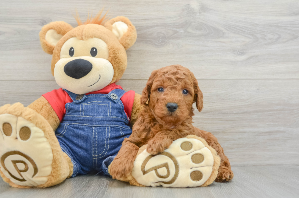 5 week old Mini Goldendoodle Puppy For Sale - Simply Southern Pups