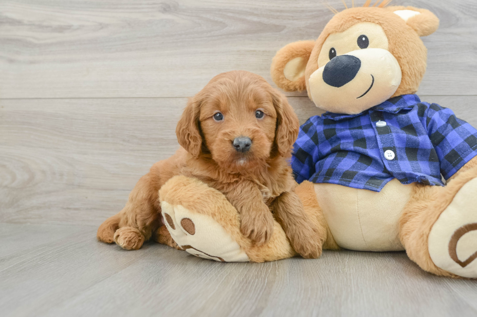Mini Goldendoodle Pup Being Cute
