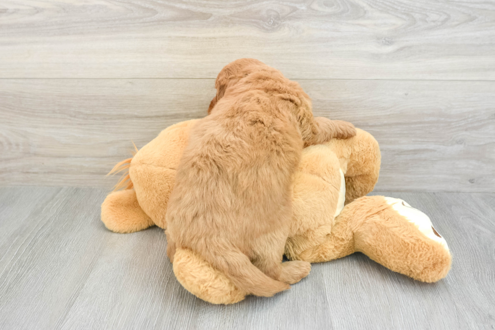 Mini Goldendoodle Puppy for Adoption