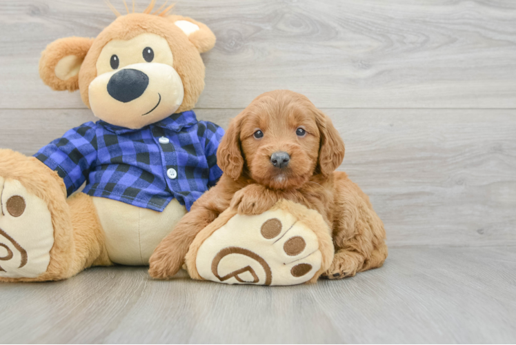 Best Mini Goldendoodle Baby