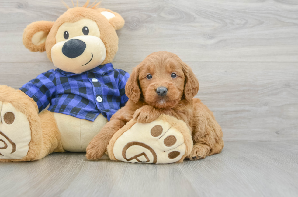 5 week old Mini Goldendoodle Puppy For Sale - Simply Southern Pups