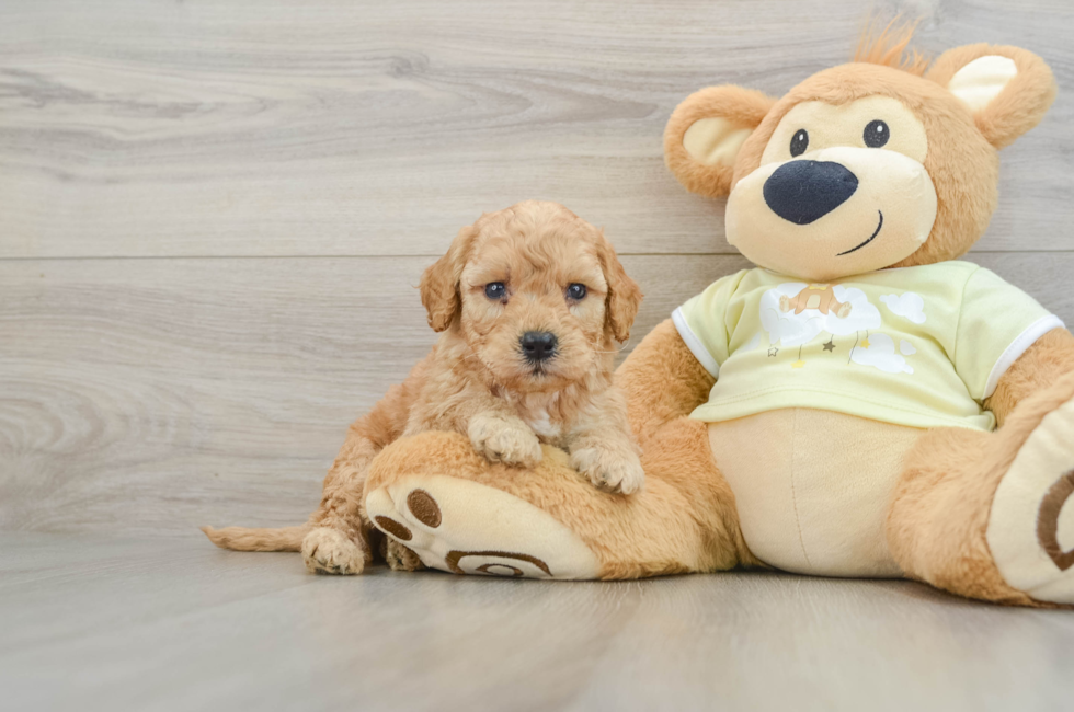 6 week old Mini Goldendoodle Puppy For Sale - Simply Southern Pups
