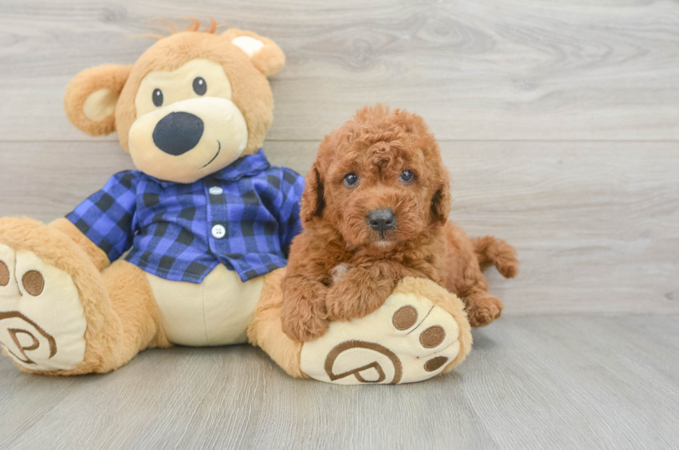 6 week old Mini Goldendoodle Puppy For Sale - Simply Southern Pups