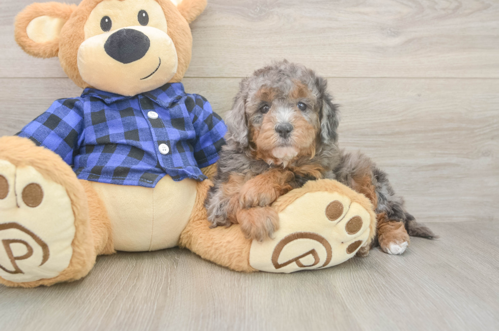 5 week old Mini Goldendoodle Puppy For Sale - Simply Southern Pups