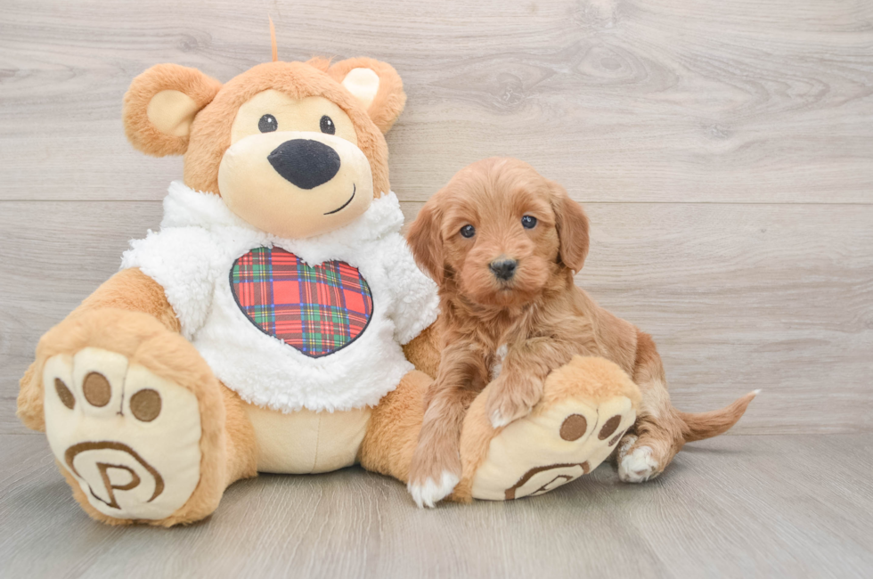 5 week old Mini Goldendoodle Puppy For Sale - Simply Southern Pups