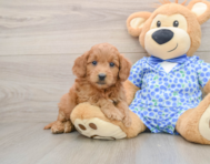 7 week old Mini Goldendoodle Puppy For Sale - Simply Southern Pups