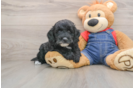 Sweet Mini Goldendoodle Baby