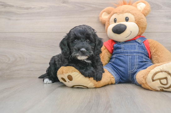 Sweet Mini Goldendoodle Baby