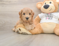 7 week old Mini Goldendoodle Puppy For Sale - Simply Southern Pups