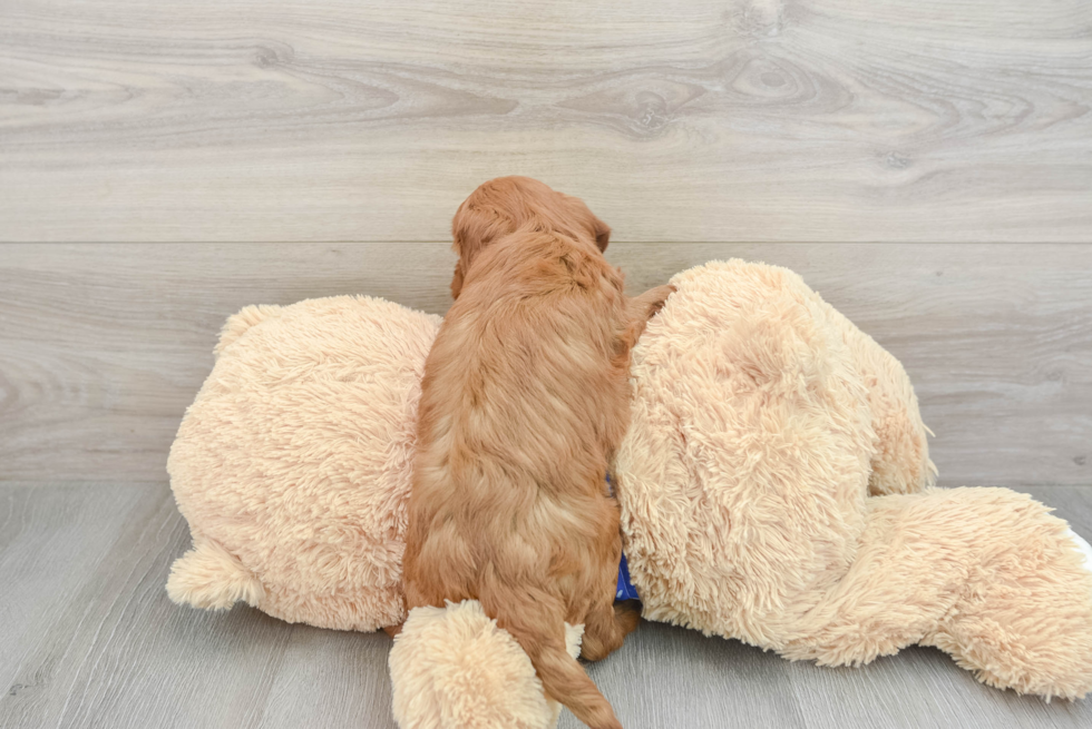 Mini Goldendoodle Pup Being Cute