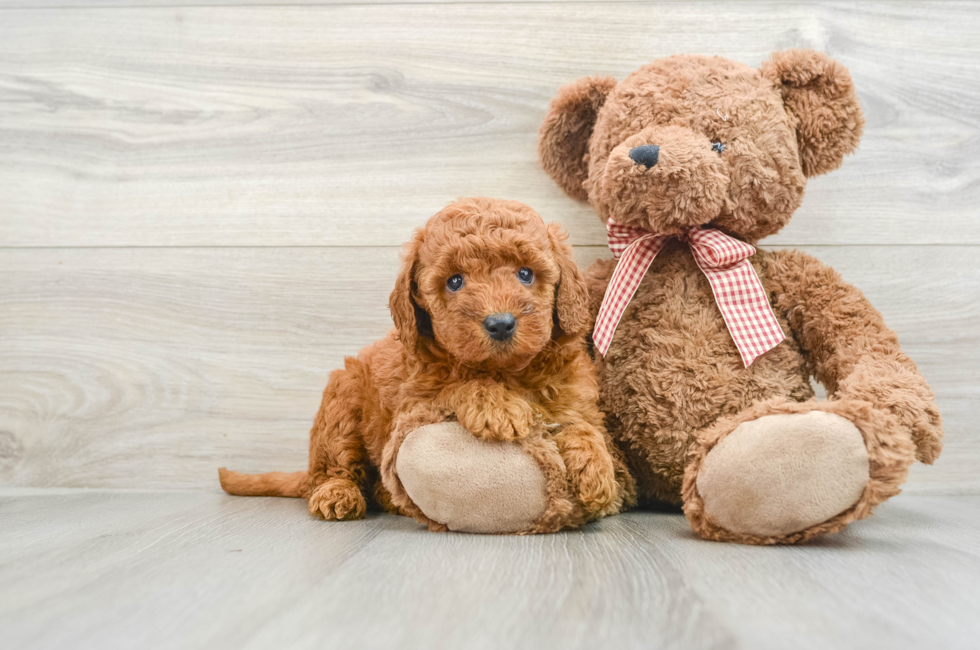 6 week old Mini Goldendoodle Puppy For Sale - Simply Southern Pups