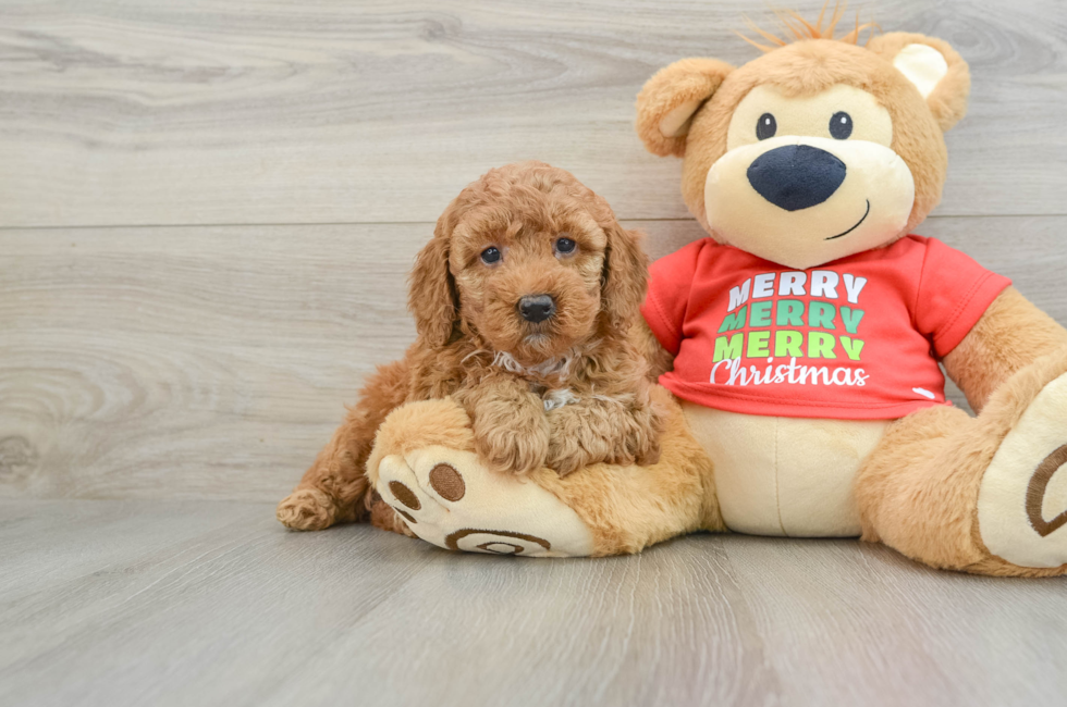 5 week old Mini Goldendoodle Puppy For Sale - Simply Southern Pups