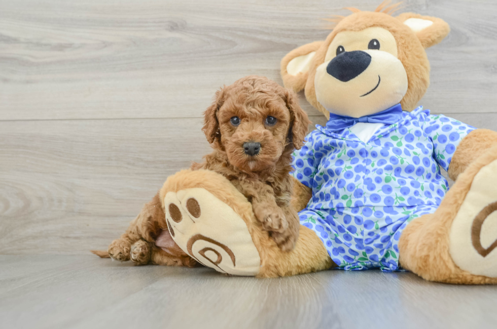 7 week old Mini Goldendoodle Puppy For Sale - Simply Southern Pups