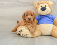 6 week old Mini Goldendoodle Puppy For Sale - Simply Southern Pups