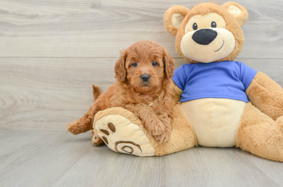 6 week old Mini Goldendoodle Puppy For Sale - Simply Southern Pups