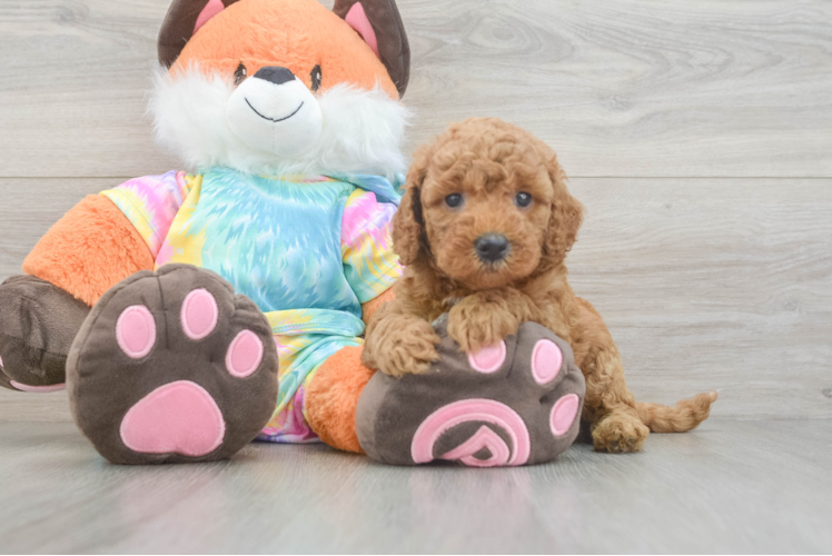 Petite Mini Goldendoodle Poodle Mix Pup