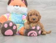 7 week old Mini Goldendoodle Puppy For Sale - Simply Southern Pups