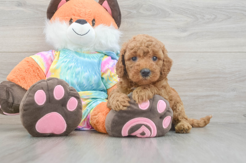 5 week old Mini Goldendoodle Puppy For Sale - Simply Southern Pups