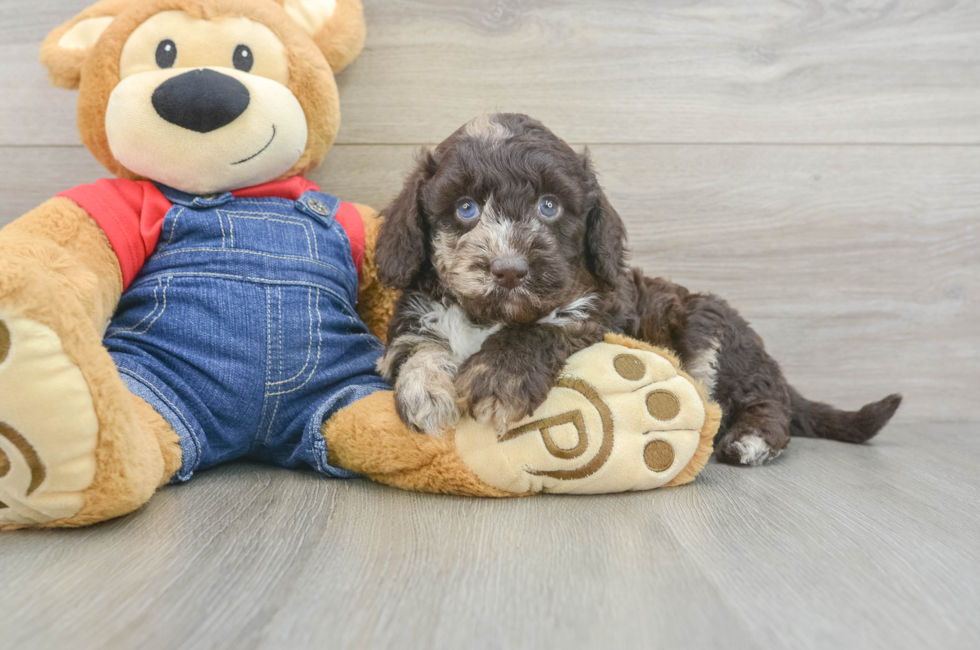 5 week old Mini Goldendoodle Puppy For Sale - Simply Southern Pups