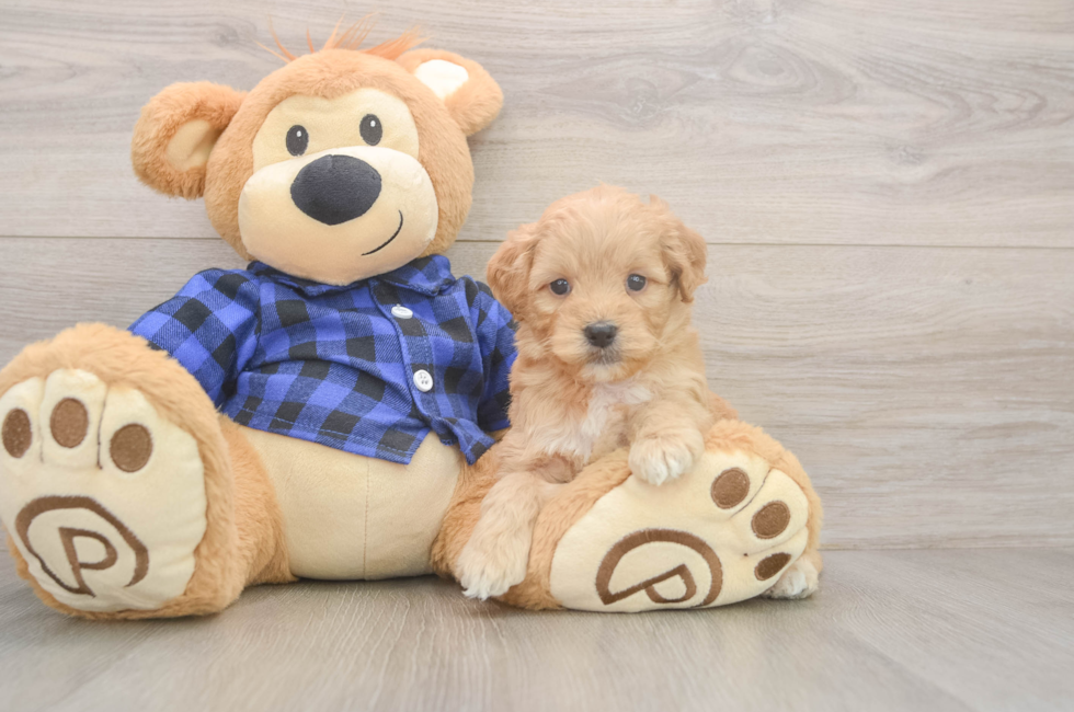 5 week old Mini Goldendoodle Puppy For Sale - Simply Southern Pups