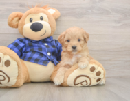 7 week old Mini Goldendoodle Puppy For Sale - Simply Southern Pups 7 week old Mini Goldendoodle Puppy For Sale - Simply Southern Pups