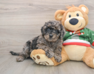 7 week old Mini Goldendoodle Puppy For Sale - Simply Southern Pups