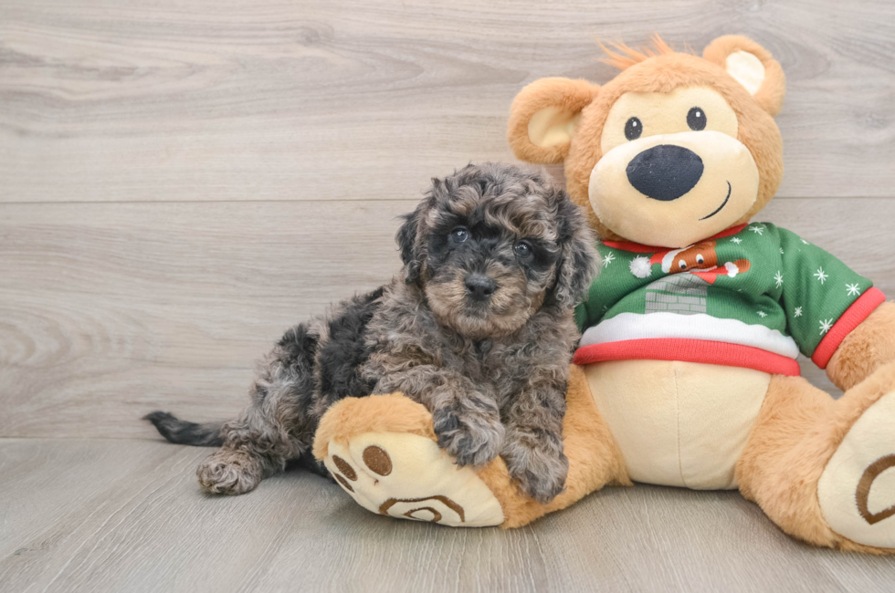 5 week old Mini Goldendoodle Puppy For Sale - Simply Southern Pups