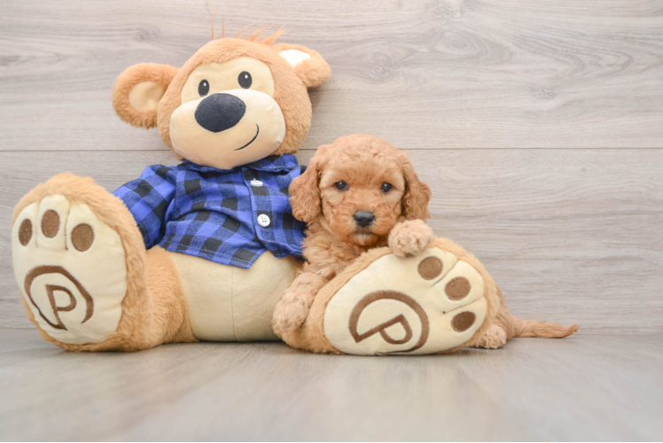 Little Mini Goldenpoo Poodle Mix Puppy