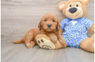 Playful Mini Groodle Poodle Mix Puppy