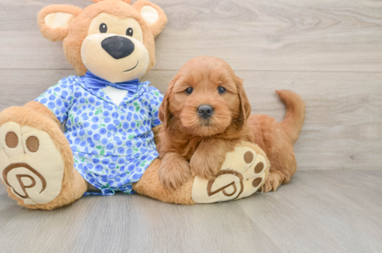 Playful Mini Groodle Poodle Mix Puppy