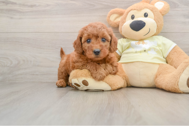 Mini Goldendoodle Pup Being Cute