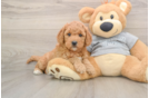 Petite Mini Goldendoodle Poodle Mix Pup